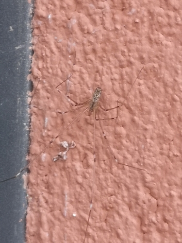 Marbled Cellar Spider