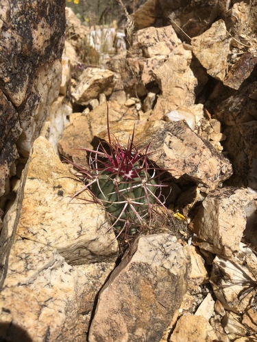 iNaturalist observation photo of California Barrel Cactus