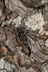 Acanthocinus angulosus