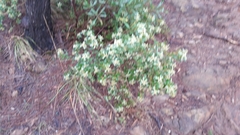 Spyridium spathulatum