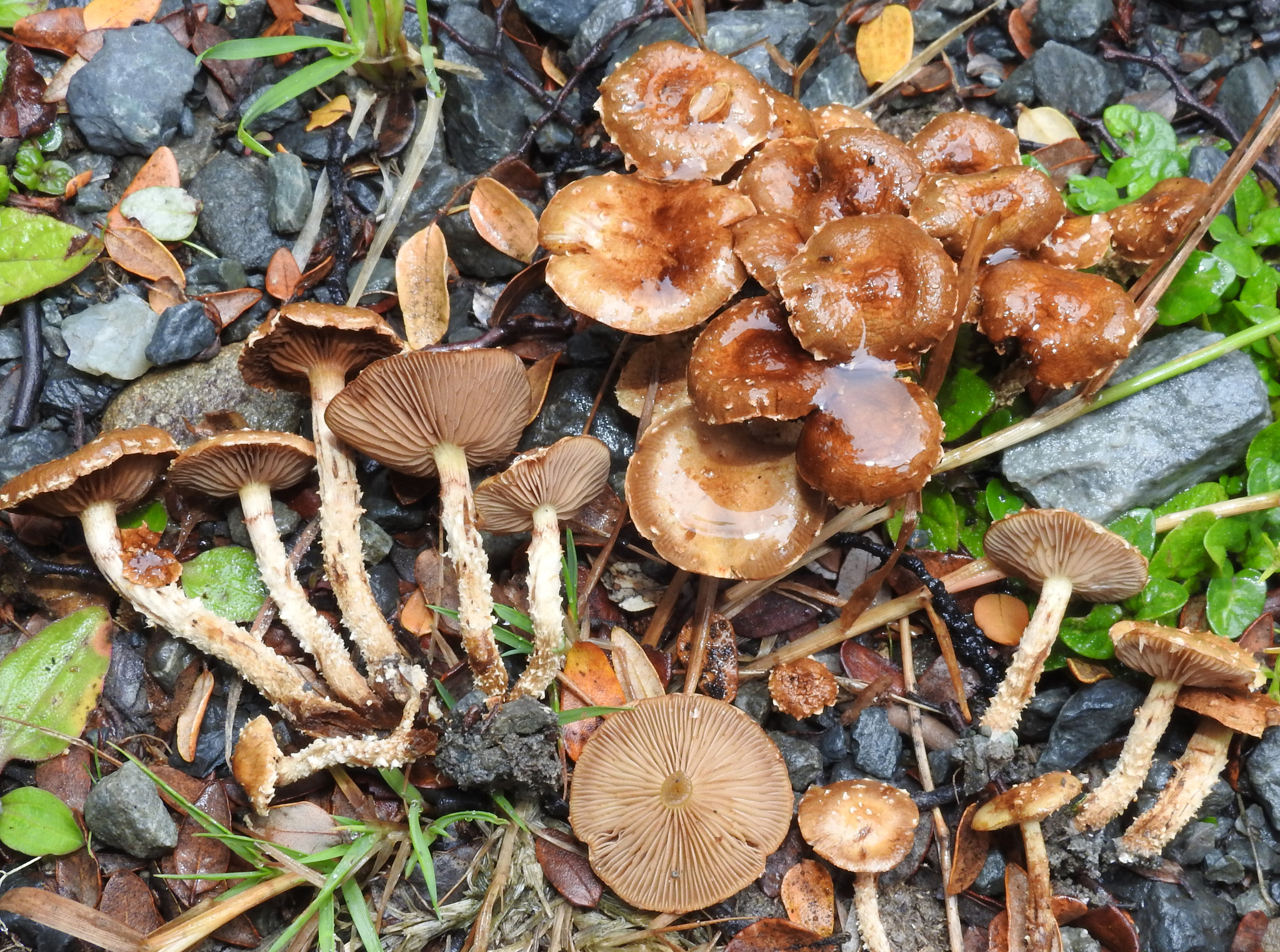 Pholiota subflammans image