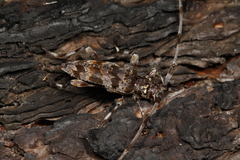 Acanthocinus spectabilis