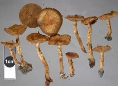 Pholiota subflammans