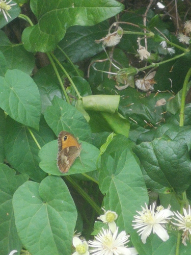 Gatekeeper