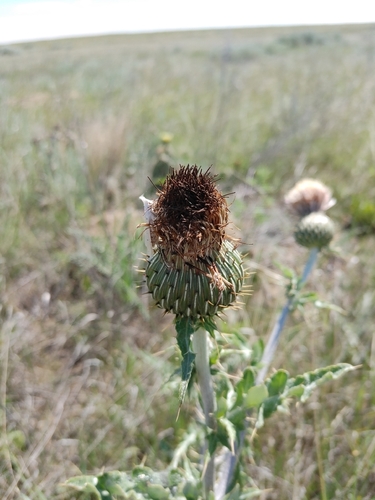 wavyleaf thistle