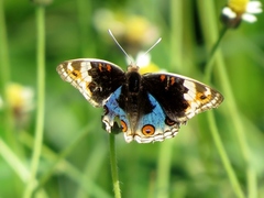 Junonia orithya minagara
