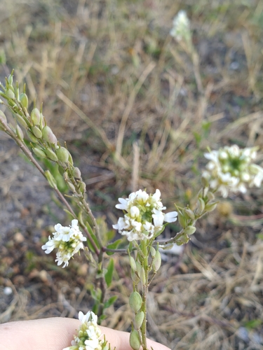 hoary alyssum