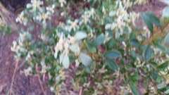 Spyridium spathulatum