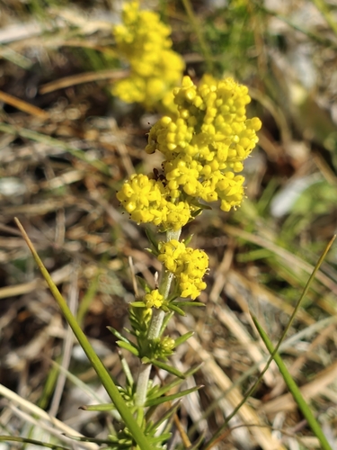 Lady's Bedstraw