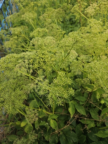 Goutweed