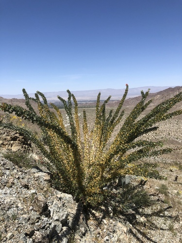 iNaturalist observation photo of ocotillo