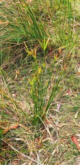Cyperus vaginatus