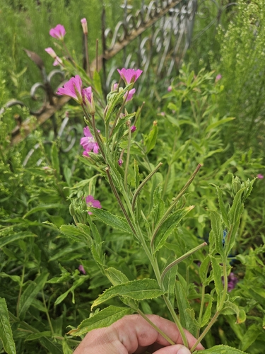Great Willowherb
