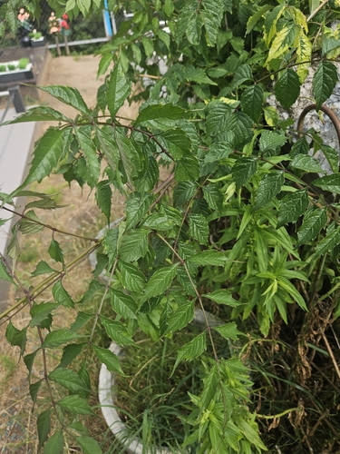 American trumpet vine