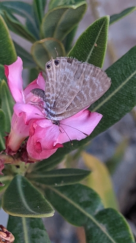 Lang's Short-tailed Blue