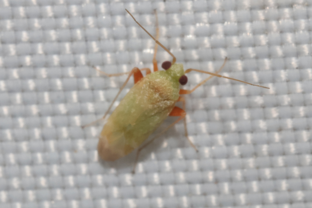 Megalopsallus nuperus