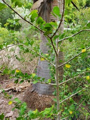 Randia obcordata