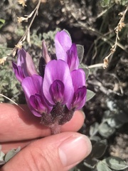 Astragalus newberryi