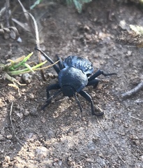 Microschatia inaequalis