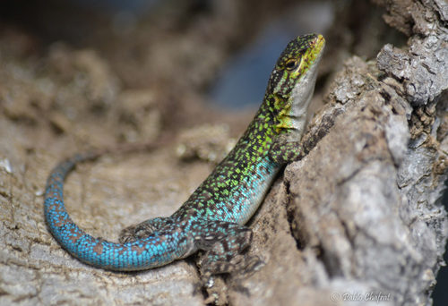 Blue-Green Smooth-throated Lizard, photo 6 of 7