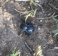 Microschatia inaequalis