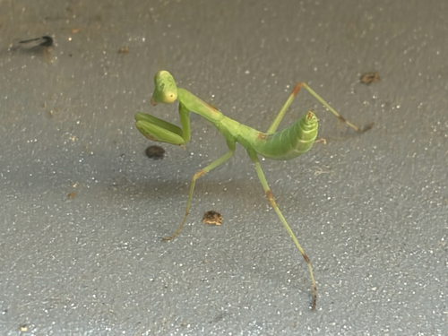 Transcaucasian Giant Mantis