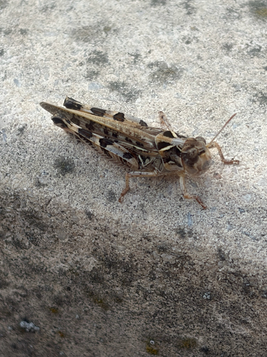 Moroccan Locust