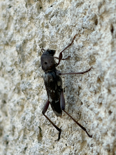 Xylotrechus stebbingi