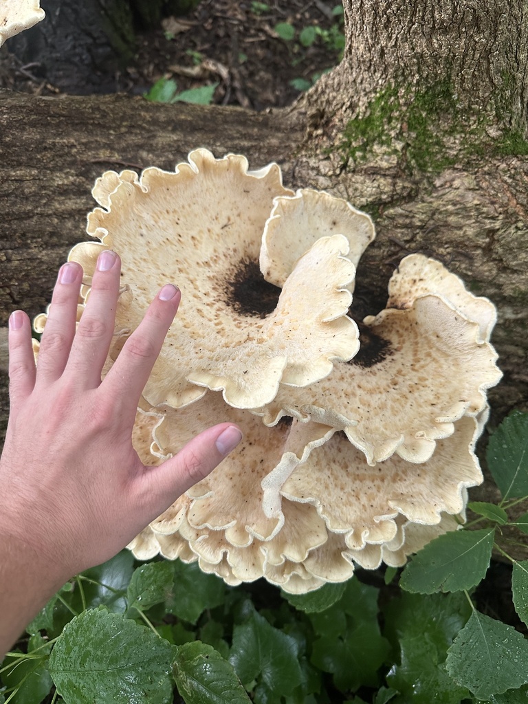 Dryad's Saddle · July 2026 · photo: Photo: (c) Maxton Strait, some rights reserved (CC BY) · iNaturalist
