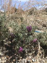 Astragalus newberryi