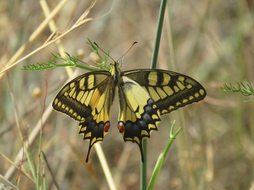 Old World Swallowtail