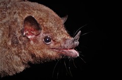 Hylonycteris underwoodi