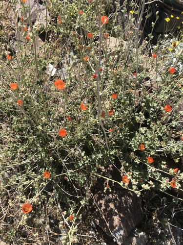 iNaturalist observation photo of apricot globemallow