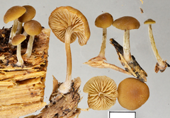 Simocybe largispora