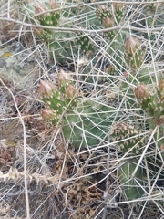 Opuntia × columbiana