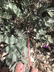 Astragalus newberryi
