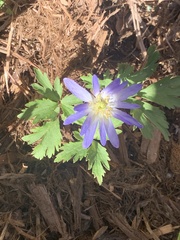 Anemonoides apennina