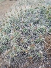 Opuntia × columbiana