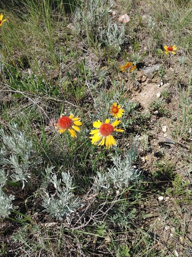 great blanketflower