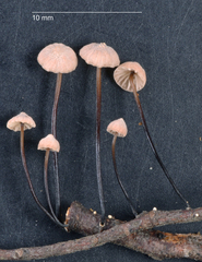 Marasmius gelatinosipes