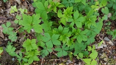 Anemonoides quinquefolia