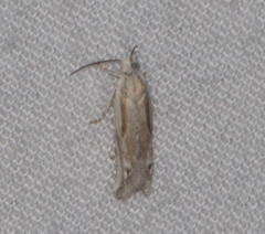 Eucosma striatana