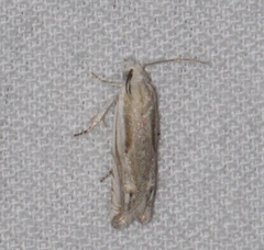 Eucosma striatana