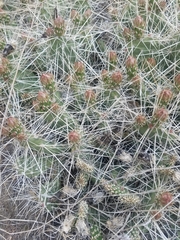 Opuntia × columbiana