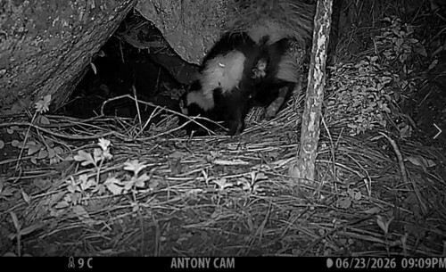 Zorrillo listado sureño observed by antonio_peza