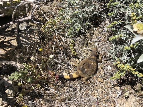 iNaturalist observation photo of Common Chuckwalla