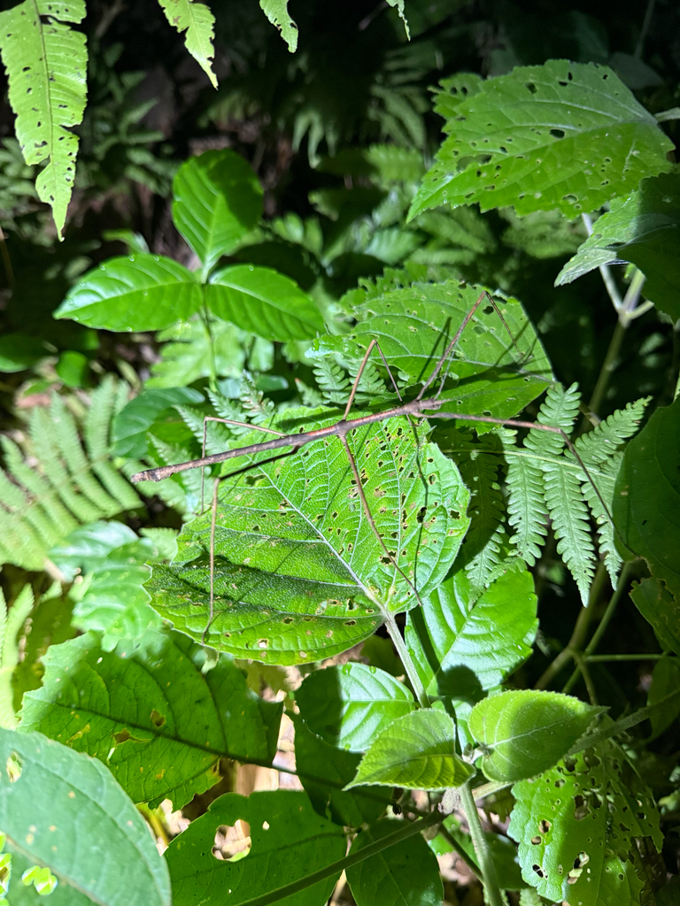 Medaura scabriuscula