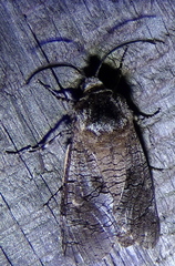 Prionoxystus macmurtrei
