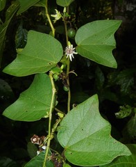 Passiflora sexflora