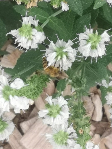 Western Honey Bee